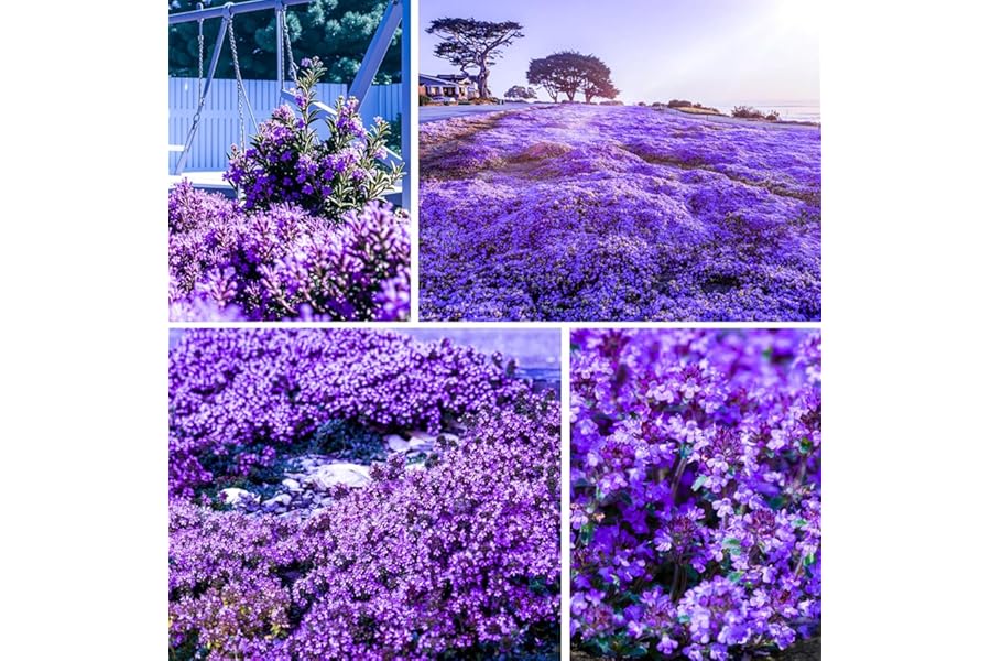 20000+Creeping Thyme Seeds for Planting Outdoor-Heirloom Thymus Serpyllum Ground Cover Plants Plant in Your Home Garden