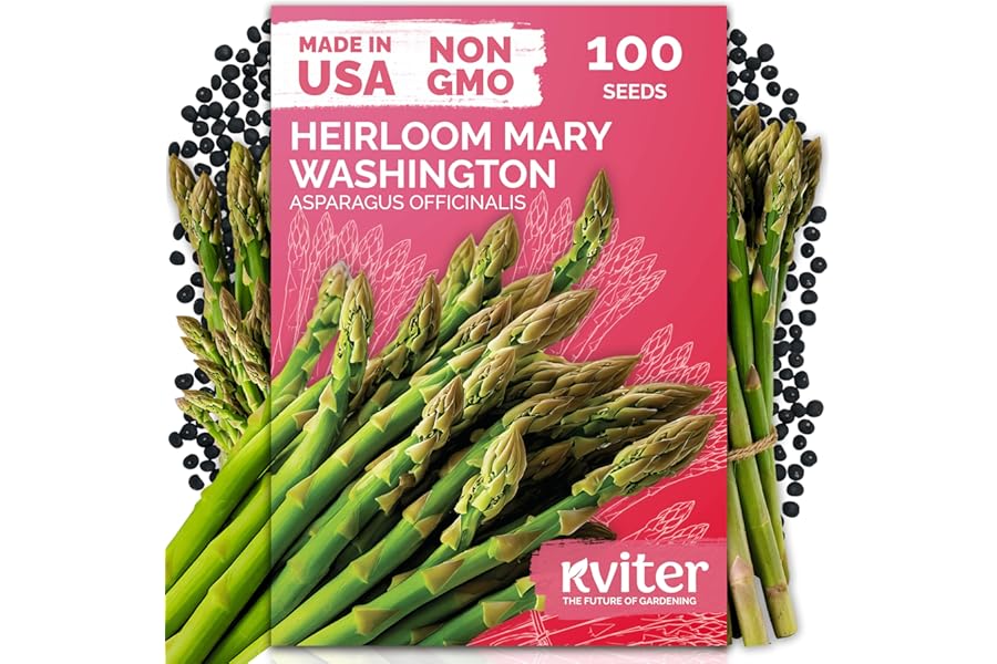 KVITER 100 Mary Washington Asparagus Seeds (Asparagus officinalis) – Heirloom Non GMO Asparagas Seed Packets Rust Resistant Perennial – Aspergus Vegetable Seeds for Planting Outdoors, Home Garden